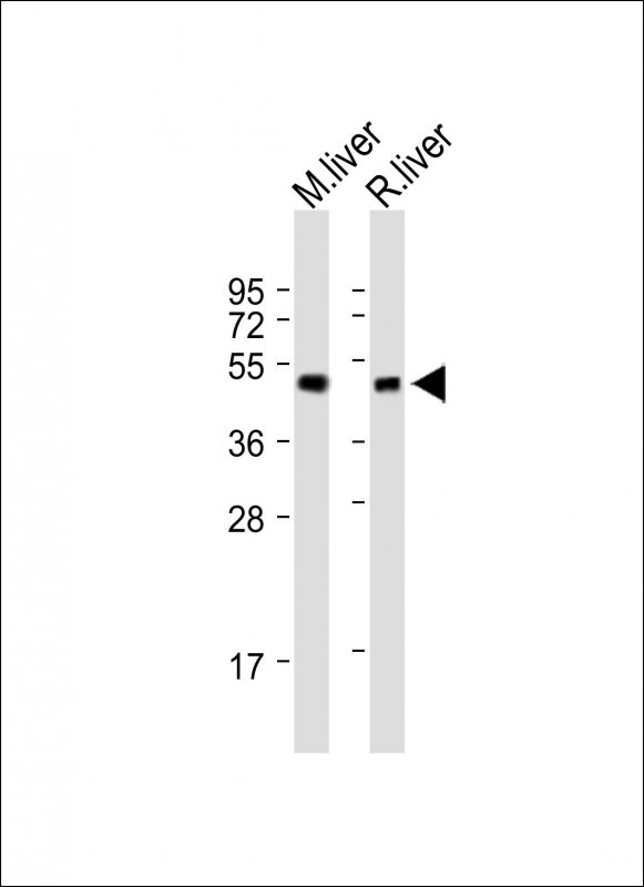 1 - TAT Antibody (Center) AP9533C