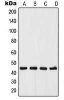 1 - Anti-UGCG Antibody AP53709