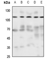 1 - Anti-NCKX1 Antibody AP53719