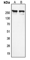 1 - Anti-NCOR1 Antibody AP53721