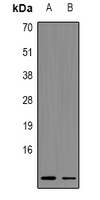 1 - Anti-MYCBP Antibody AP53937