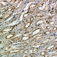 2 - Anti-CD159a/c Antibody AP54089