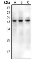 1 - Anti-CD159a/c Antibody AP54089