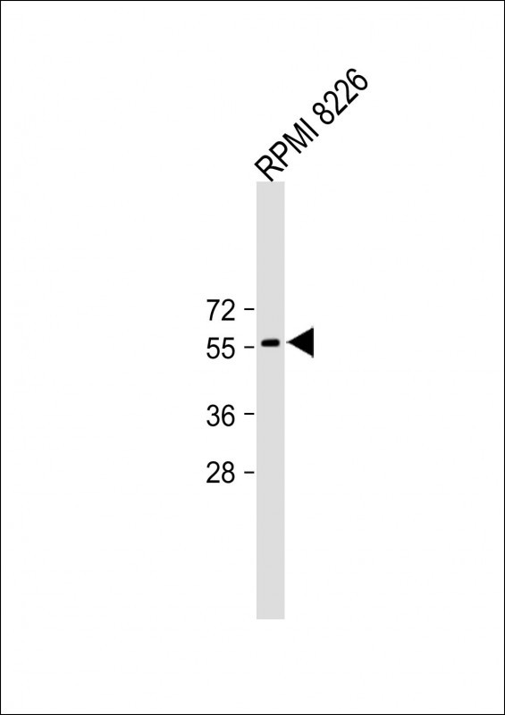 1 - SLC7A13 Antibody (Center) AP10029c