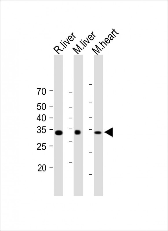 1 - SIRT5 Antibody (C-term) AP6244a