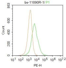 4 - Monoamine oxidase A+B Rabbit pAb AP54662