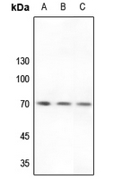 1 - Anti-Factor II APII Antibody AP59548