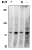 1 - Anti-GRLF1 (pY1087) Antibody AP59570