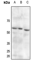 1 - Anti-PDPK1 (pS241) Antibody AP59656