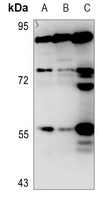 1 - Anti-PEPT1 Antibody AP59700