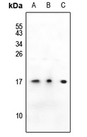 1 - Anti-SSBP1 Antibody AP59708
