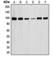 1 - Anti-STAT6 Antibody AP59710