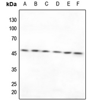 1 - Anti-TXNRD2 Antibody AP59800