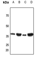 1 - Anti-ANT3 Antibody AP59965