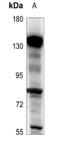 1 - Anti-BARD1 Antibody AP59974