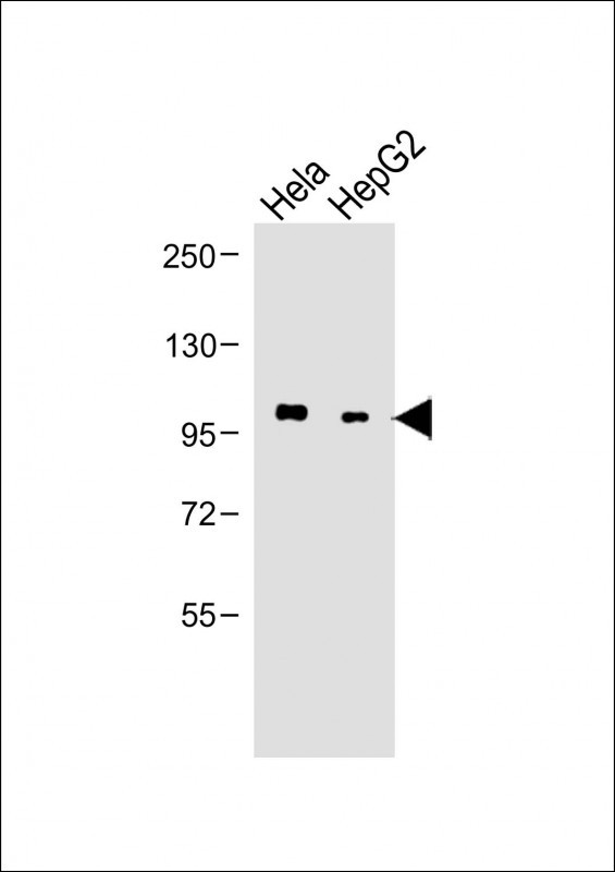 1 - LGR5 antibody (N-term) AP22389a