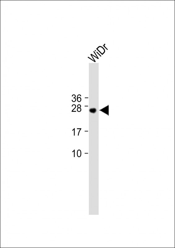 1 - C9orf95 Antibody (N-term) AP9650a
