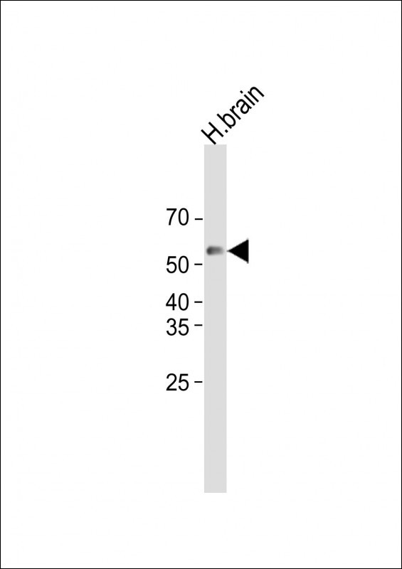 1 - APEX2 Antibody (Center) AP8975C