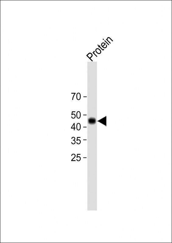 1 - HA Tag Antibody AM1008A