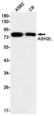 3 - ASH2L Rabbit mAb AP74882