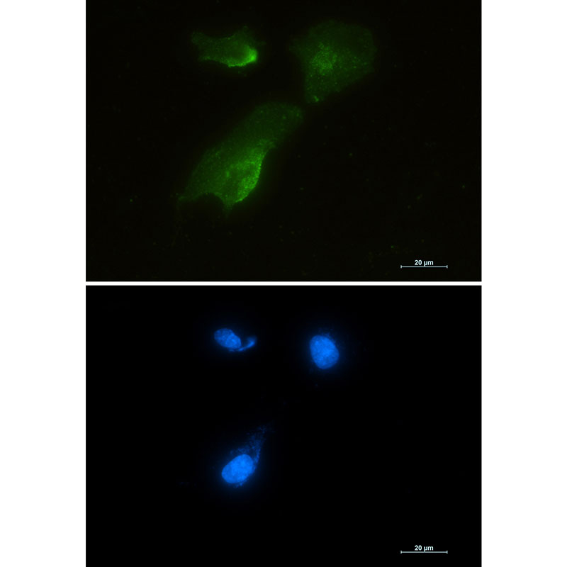 1 - Aspartate Aminotransferase Rabbit mAb AP75112