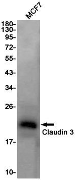 1 - Claudin 3 Rabbit mAb AP75269