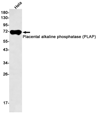 1 - Placental Alkaline Phosphatase Rabbit mAb AP75927