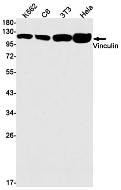 1 - Vinculin Rabbit mAb AP76250