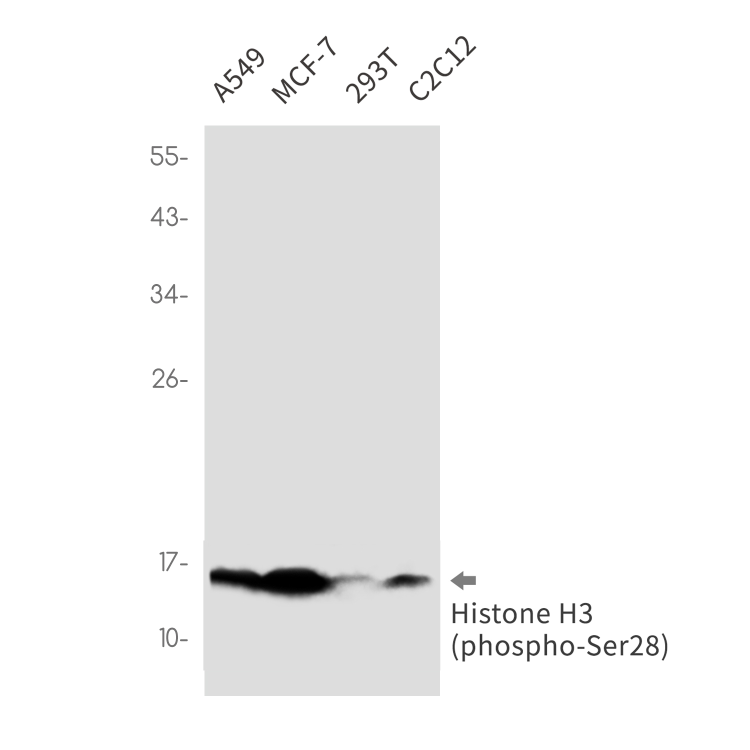 1 - Phospho-Histone H3 (Ser28) Rabbit mAb AP76343