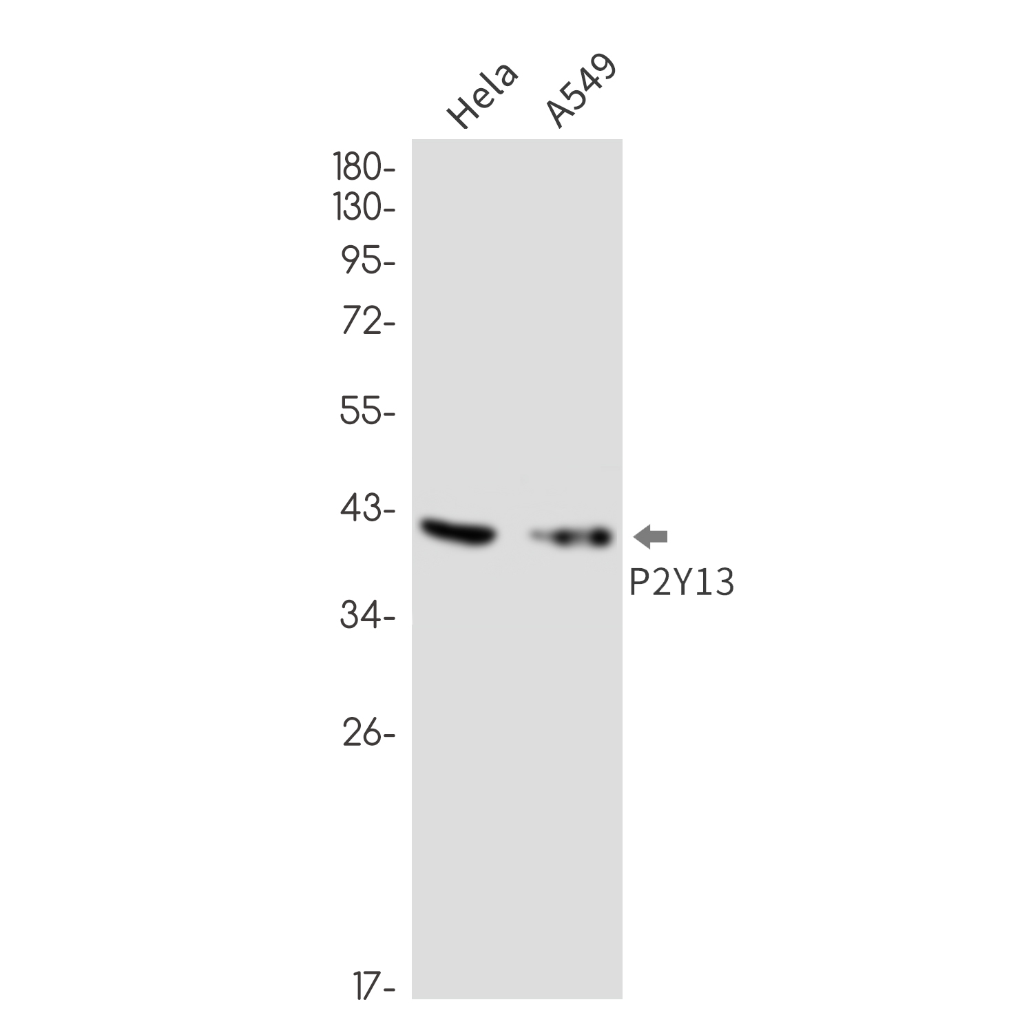 1 - P2Y13 Rabbit mAb AP76640