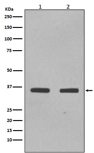1 - SOX2 Rabbit mAb AP78658