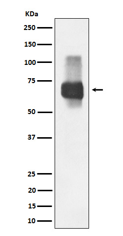 1 - CD84 Rabbit mAb AP78775
