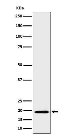 1 - BCL2L15 Rabbit mAb AP78835