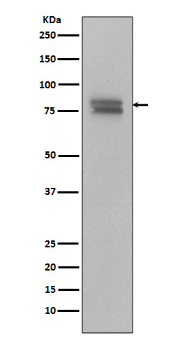 1 - Phospho-v-Myb + c-Myb (Ser11) Rabbit mAb AP78889