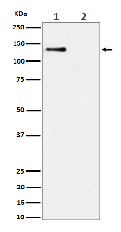 1 - Phospho-MCM2 (Ser108) Rabbit mAb AP78913