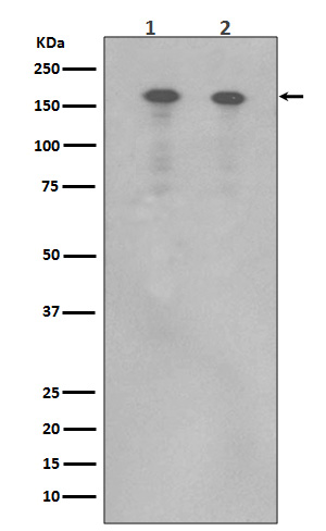 1 - ErbB 4 Rabbit mAb AP77387