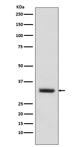 1 - C10orf63 Rabbit mAb AP77403