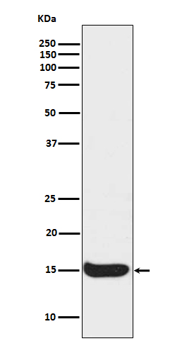 1 - Acetyl-Histone H3 (Lys56) Rabbit mAb AP77368