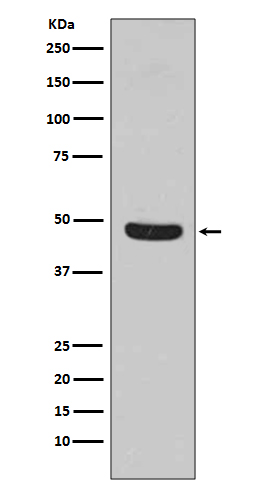 1 - Flotillin 1 Rabbit mAb AP77437