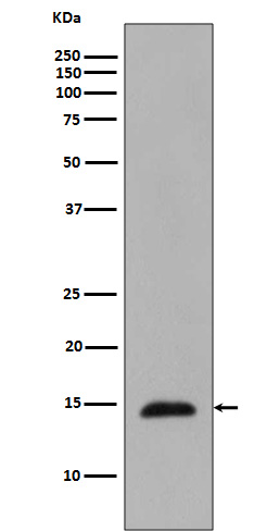 1 - Phospho-Histone H2B (Thr129) Rabbit mAb AP78544