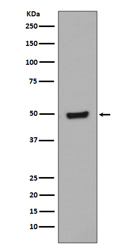 1 - Phospho-GATA3 (Ser308) Rabbit mAb AP78548