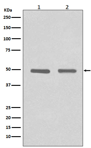 1 - HDAC3 Rabbit mAb AP77482