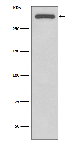 1 - DNA PKcs Rabbit mAb AP77489