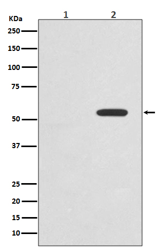 1 - Phospho-c-Myc (Thr58) Rabbit mAb AP78552