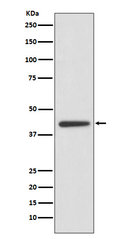 1 - Adiponectin Receptor 1 Rabbit mAb AP77306