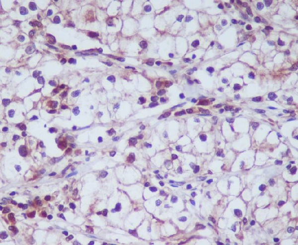 2 - CD13 Rabbit mAb AP77524