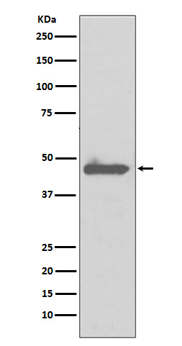 1 - Caspase 5 Rabbit mAb AP77305
