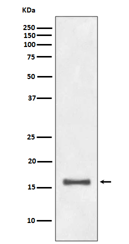1 - DiMethyl-Histone H3 (Lys9) Rabbit mAb AP78561