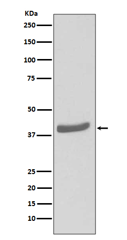 1 - CDK7 Rabbit mAb AP77545