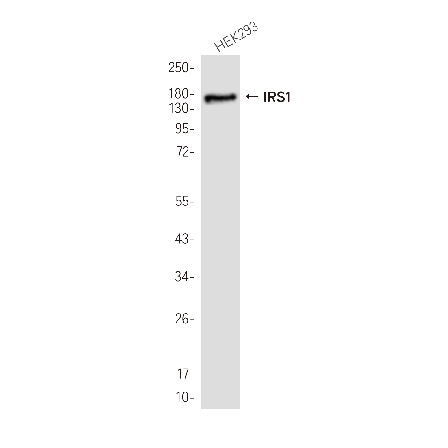 1 - IRS1 Rabbit mAb AP78980